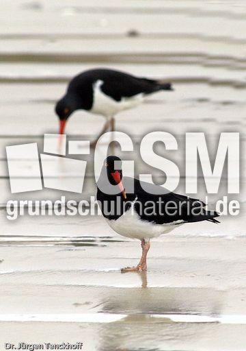 Weißer Austernfischer (2 von 8).jpg